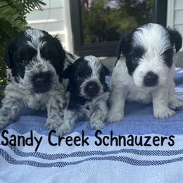 Miniature Schnauzers from Sandy Creek Schnauzers