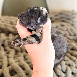 Wells - Blue merle male Bernedoodle puppy in Fort Collins, Colorado from Front Range Family Doodles
