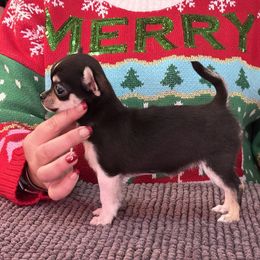 Chihuahua, Great Dane, and Pembroke Welsh Corgi Puppies from California Dreaming