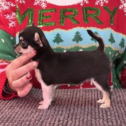 Chihuahua, Great Dane, and Pembroke Welsh Corgi Puppies from California Dreaming