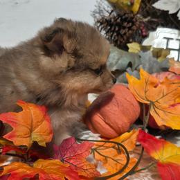 Lilly - Merle female Pomsky puppy in Elgin, Oregon from Kenna'z Kuddly Pomskiez
