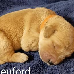 Beuford - Golden male Golden Retriever puppy in Fort White, Florida from Triple-s-kennel
