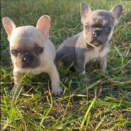 Cane Corso, English Bulldog, and French Bulldog Puppies from Alchemy Guardian Kennel