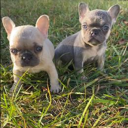 Cane Corso, English Bulldog, and French Bulldog Puppies from Alchemy Guardian Kennel