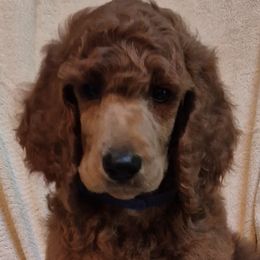 Blue boy - Red  male Poodle puppy in Toms River, New Jersey from Bayview Poodles