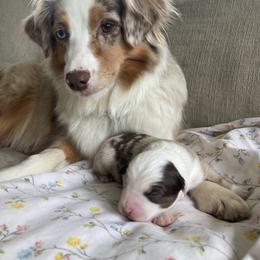 Miniature American Shepherd and Miniature Australian Shepherd Puppies from Husker Mini Aussies
