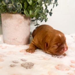 June Bug - Ruby female Cavalier King Charles Spaniel puppy in Tolleson, Arizona from Pixie Dust Cavaliers