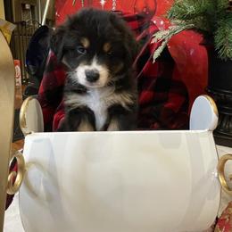 Malcolm- Brown - Black tri-color male Australian Shepherd puppy in Hayward, California from Grissom’s Aussies