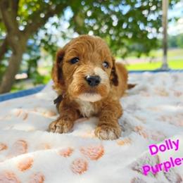Cockapoo Puppies from Ashley Dedmon