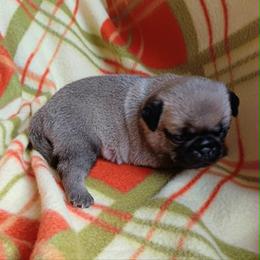 Patches AKC fawn female - Fawn female Pug puppy in Blountsville, Alabama from Rock Springs Pugs