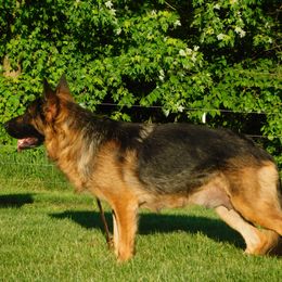 German Shepherd Puppies from Von Becks German Shepherds