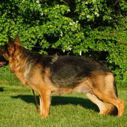 German Shepherd Puppies from Von Becks German Shepherds