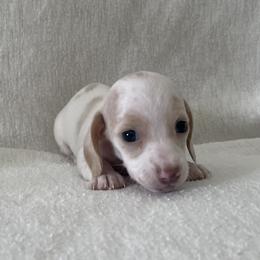 Rhonda - Piebald female Dachshund puppy in Venice, Florida from JD’s Weiner-Wonderland