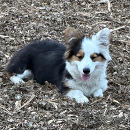 Rue - Pembroke Welsh Corgi