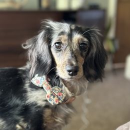 Opal - Dachshund