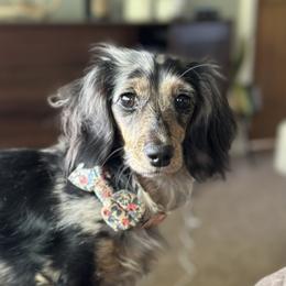 Opal - Dachshund
