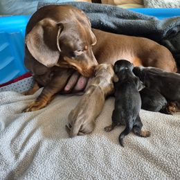 Dachshund Puppies from Lats Doxies