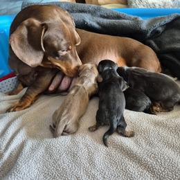 Dachshund Puppies from Lats Doxies