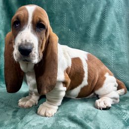 Wendy - Red and white female Basset Hound puppy in Cleveland, Tennessee from Smokey Mtn Bassets