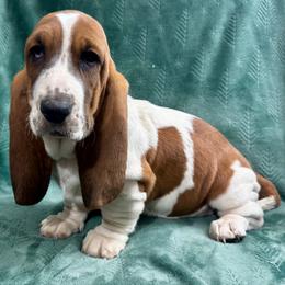 Wendy - Red and white female Basset Hound puppy in Cleveland, Tennessee from Smokey Mtn Bassets