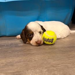 Lucy - Piebald female Dachshund puppy in Fruita, Colorado from M & M Breeding