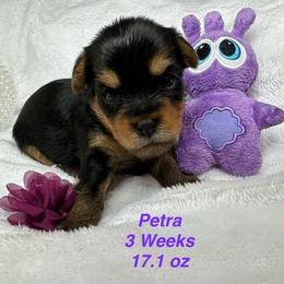 Petra - Black and tan female Yorkshire Terrier puppy in Ashland, Kentucky from Yorkie Paw