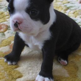 Boston Terriers from Lyn-D-Ann's Bostons