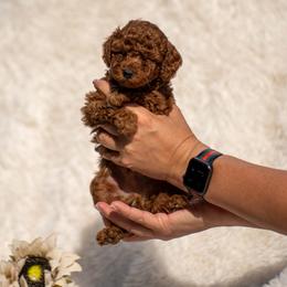 Rocco-Orange Collar - Red  male Poodle puppy in Atlanta, Georgia from Sprinkle Me Puppy