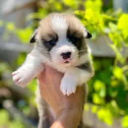 Male 1 - Sable male Pembroke Welsh Corgi puppy in Hueytown, Alabama from AAA Corgis