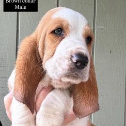 Boy 3 - Red and white male Basset Hound puppy in St. Cloud, Florida from Fancy Hounds
