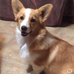 Pembroke Welsh Corgis from Texas Three Corgis