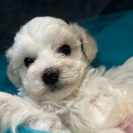 Green tie - Parti male Maltipoo puppy in Clarksville, Tennessee from Bee Mine Poodles, Doodles and Pomeranians