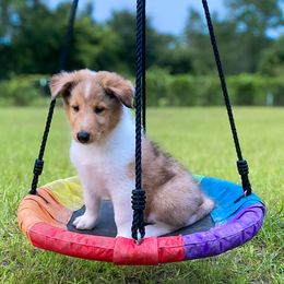 Dale - Sable merle and white male Collie puppy in St Augustine, Florida from Saltwater Collies LLC