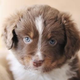 Aussiedoodles, Miniature Australian Shepherds, and Poodles from Cape Cod Aussies / Cape Cod Poodles and Doodles