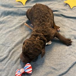 Koch - Chocolate female Goldendoodle puppy in Camden, North Carolina from Oopsie Doodles of NC