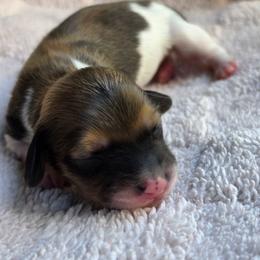 Shaded Red Piebald Girl - Piebald female Dachshund puppy in Woodland, Washington from SJs Dachshunds