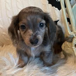 Stitch - Dapple male Dachshund puppy in Washburn, Tennessee from Clinch Mountain Dachshunds