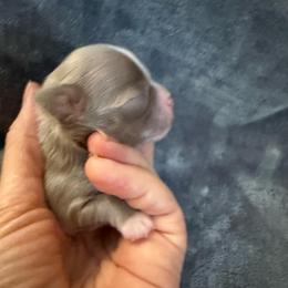 Lilac male (Asher) - Silver male Chihuahua puppy in Laurel, Mississippi from Home of Tiny Chihuahuas