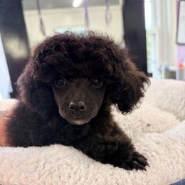 Pip - Blue male Poodle puppy in Wytheville, Virginia from Astyanax Poodles