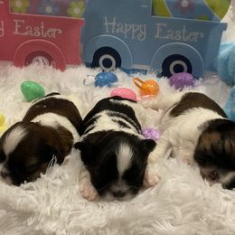 Shih Tzus from Be Dazzled Shihtzu