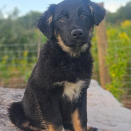 Gaston - Black tri-color male Australian Shepherd puppy in Trout Run, Pennsylvania from Rose Valley Aussies