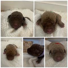 Chesapeake Bay Retriever Puppies from Texas Traditions