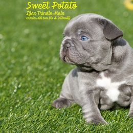 French Bulldog Puppies from Boujee Butt Frenchies