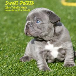 French Bulldog Puppies from Boujee Butt Frenchies