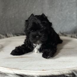 Shadow - Black and tan male Yorkshire Terrier puppy in Pana, Illinois from Lucky Star Yorkies