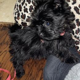 Yorkshire Terrier Puppies from D’Luxe Kennels
