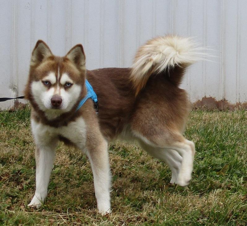 Timber