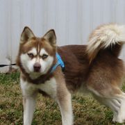 Timber - Alaskan Klee Kai