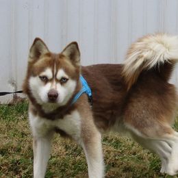 Timber - Alaskan Klee Kai