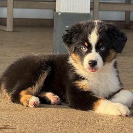 Miniature Australian Shepherd Puppies from Brijet Knipp